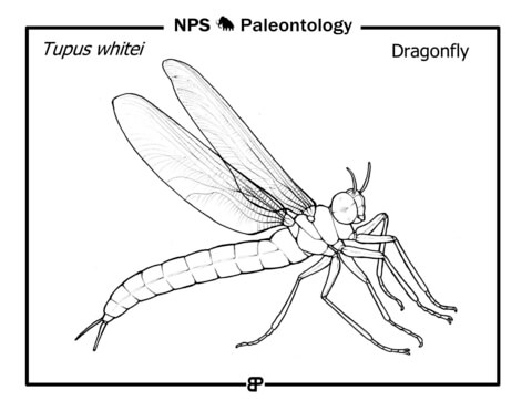 Prehistoric Dragonfly (Tupus Whitei) Coloring Page